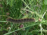 Hageheld [Lasiocampa quercus]